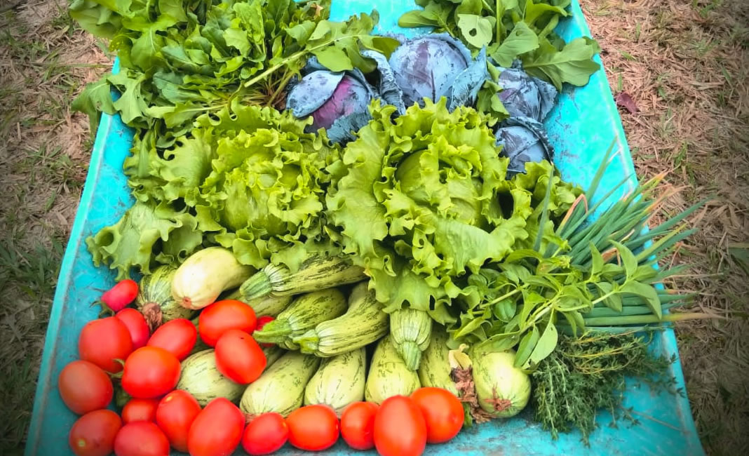 Colorful vegetables in wheelbarrow