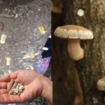 Mushrooms and plugs in logs