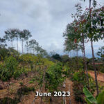 Agroforest view June 2023