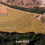 Overhead view of Agroforestry project June 2023